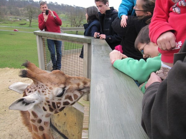 Friendly Giraffe at Longleat