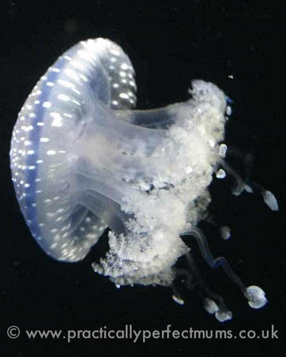 National Marine Aquarium jellyfish Dartmoor