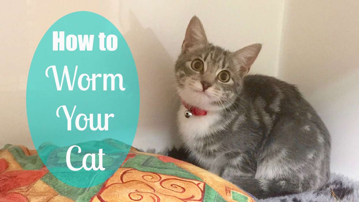 how to worm your cat