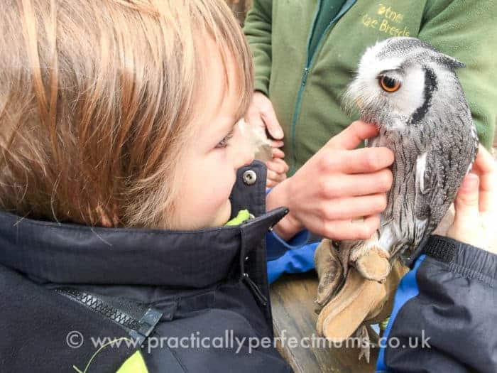 Petting an owl at Totnes Rare Breeds Farm on South Devon Railway - explore Dartmoor, Visit Dartmoor