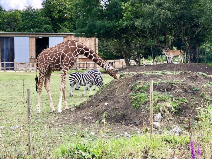 Giraffe, zebra and antelope at Wild Place Project, Bristol