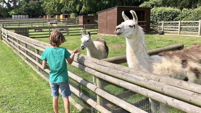 Llamas at Old Down Country Park - Open Easter 2021