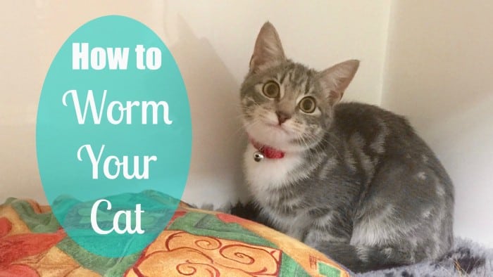 How to Worm your Cat Like the Vets - Practically Perfect Mums